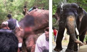 म्हैसूरु दसर हत्ती अर्जुन मरण पावला 